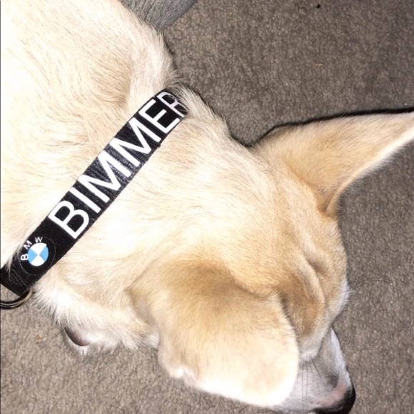 Custom Dog Collars! - Picture 6 of 8